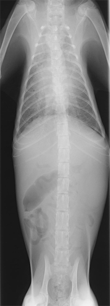 猫伝染性腹膜炎(FIP)