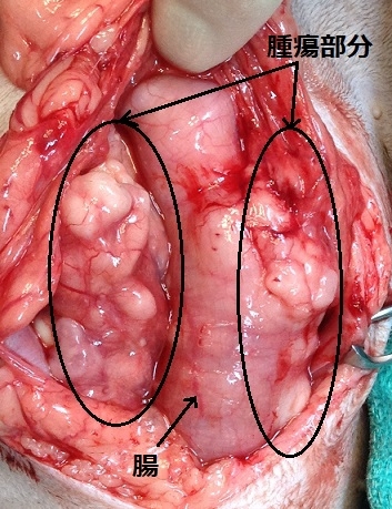 猫の腸リンパ腫