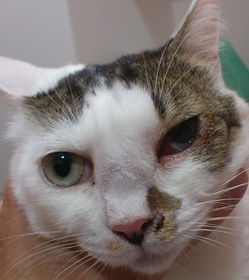 猫の鼻腔内腫瘍