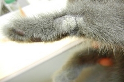猫の皮膚糸状菌症（真菌性皮膚炎）