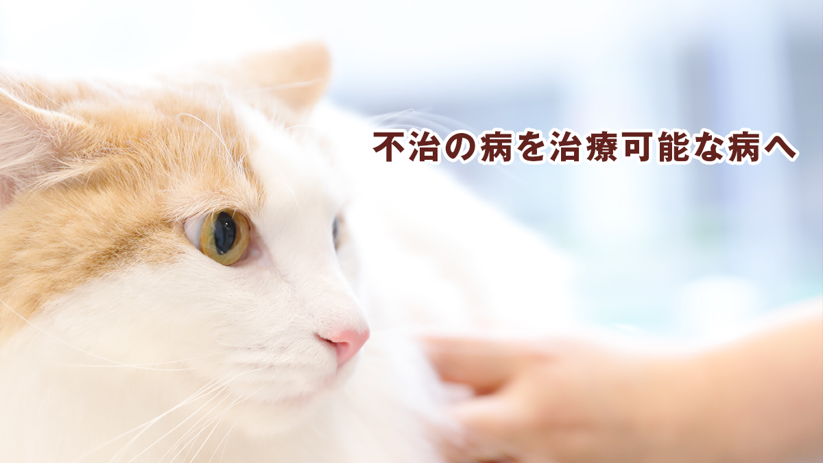 FIP（猫伝染性腹膜炎）治療について